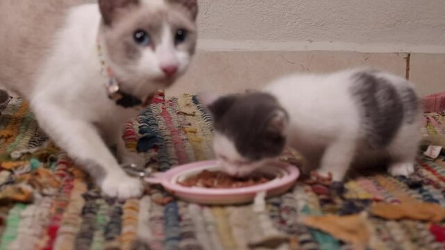 gata mam&aacute; y cr&iacute;a comiendo