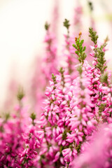 Common heather, Calluna vulgaris magenta purple flower close-up photo. Heather violet wildflower macro photo in the nature