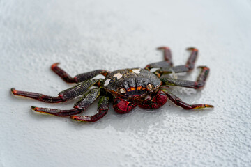 Crab on a rock