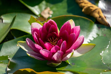 pink lotus © Matthew