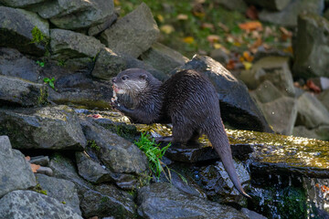 Otter on the river
