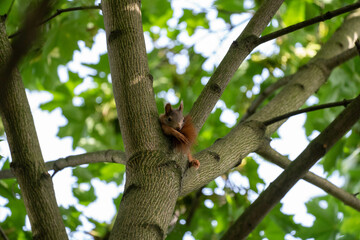 Squirrel on a tree © Matthew