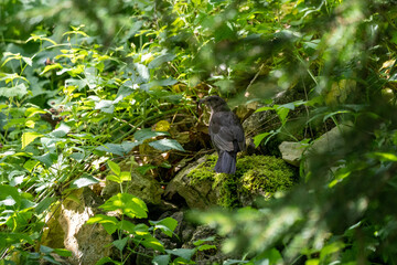 Birt with a worm in bushes