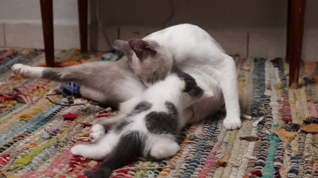 Gata madre amamantando a su cachorro