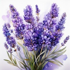 Fototapeta premium Watercolor illustration Bunch of lavender flowers