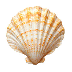 Beautiful seashell found on a beach during summer isolated transparent