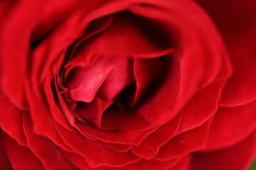 Close up of a worm rose flower, close up of rose petals texture as background 