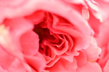 Close up of a worm rose flower, close up of rose petals texture as background 
