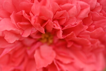 Close up of a worm rose flower, close up of rose petals texture as background 