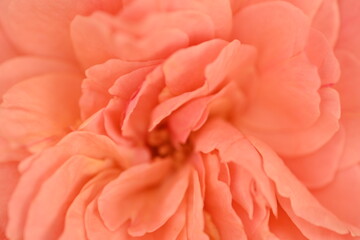 pastel pink rose flower close up, rose petal texture macro 