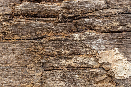 Wood plank with concrete residue and soild dirt: Background Graphic Texture
