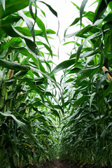 Corn plant with beautiful green leaves