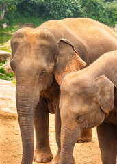 Exotic animals on display in the Bannerghatta zoo in Karnataka India