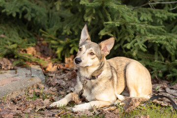 A red dog lies on fallen leaves against a background of green spruce.