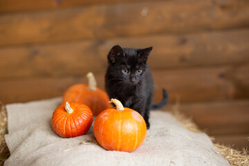 Black kitten and pumpkins on the background of a wooden wall.