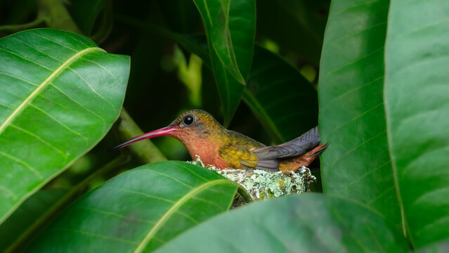 colibr&iacute; canelo