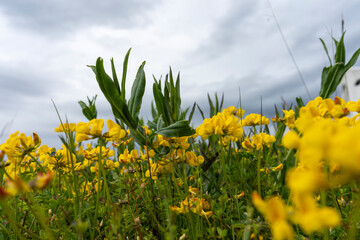 Les Fleurs jaunes à Gambsheim