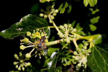 Levels Drone Fly - Eristalis abusiva, on the flower, hoverfly.
