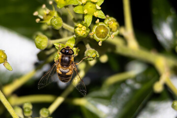 Levels Drone Fly - Eristalis abusiva, on the flower, hoverfly.