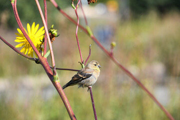 A goldfinch bird on a branch looking for seeds to eat in a meadow