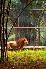 Exotic animals on display in the Bannerghatta zoo in Karnataka India