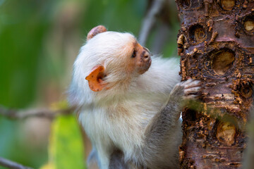 The silvery marmoset is native to a small area of the Amazon rainforest in eastern Brazil. These...