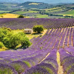 Lavender Fields in Provence, France, Stretching Across Rolling Hills