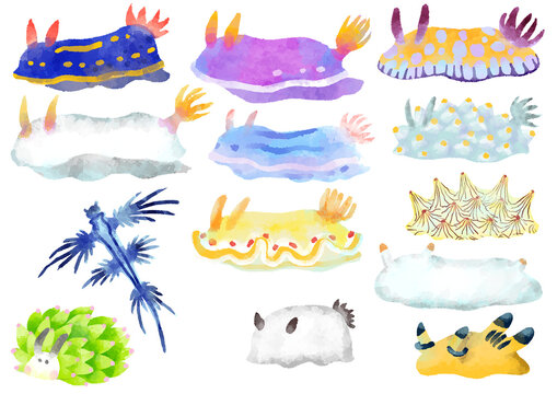 ウミウシ Images – Browse 1,486 Stock Photos, Vectors, and Video