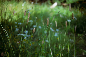 Flowering field grass in a green meadow, Alopecurus pratensis