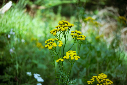 yellow flowers in the meadow, tancy wild plant with yellow flowers, Tanacetum vulgare