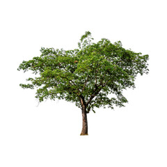 Tree with transparent background