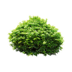 Tree with transparent background