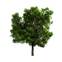 Tree with transparent background