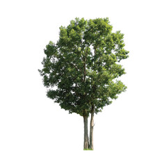 Tree with transparent background
