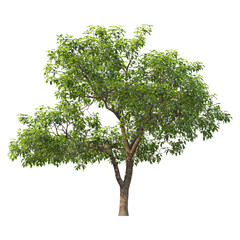 Tree with transparent background