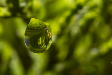 Macro close up shot of rain water drop on green Leylandii (cupressocyparis leylandii) evergreen conifer foliage shoot