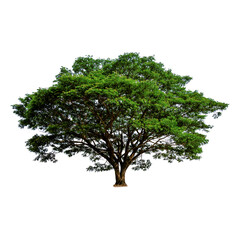 Tree with transparent background