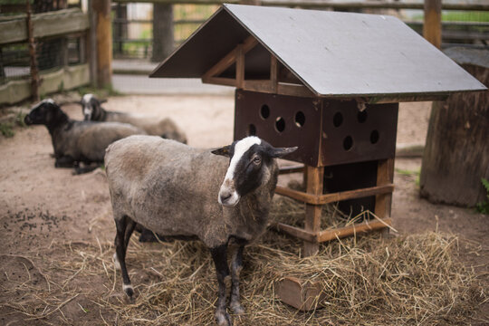 Portrait of the Zwartbles sheep, a breed of domestic sheep