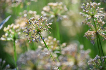 Fototapeta premium Spent allium flowers in the garden with bokeh blur creating a magical effect