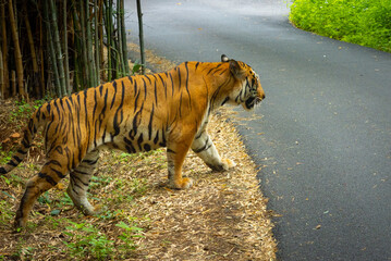 Bengal Tigers exploring in natural habitat in Bannerghatta Biological Park in Bengaluru