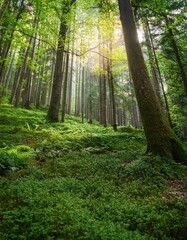 Fototapeta premium Lush green forest nature background with depth of field for a serene and tranquil atmosphere