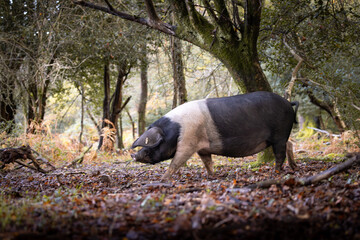 The pannage in the New Forest, Pigs foraging for acorns on the ground