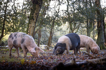 The pannage in the New Forest, Pigs foraging for acorns on the ground