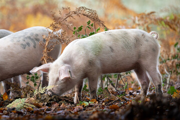 The pannage in the New Forest, Pigs foraging for acorns on the ground
