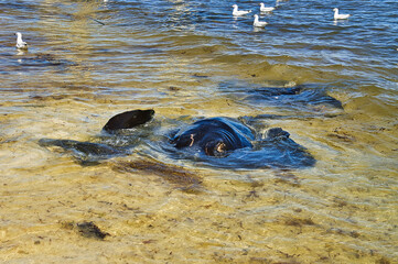 Large stingrays in shallow water, seagulls in the background. Hamelin Bay, Western Australia
