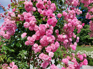 Obraz premium rose bush on arch - Minnehaha - light rosy flowers bloom in garden