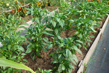 Green Bell Pepper Plants Growing in a Raised Garden Bed