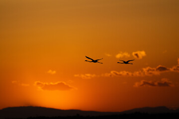 Two Greater flamingo flying after sunset