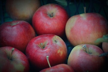 The photo shows fresh, bright apples picked from a tree. They can be of different varieties - from green to red and yellow, with a glossy peel reflecting sunlight.  