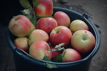 The photo shows fresh, bright apples picked from a tree. They can be of different varieties — from green to red and yellow, with a glossy peel reflecting sunlight.  